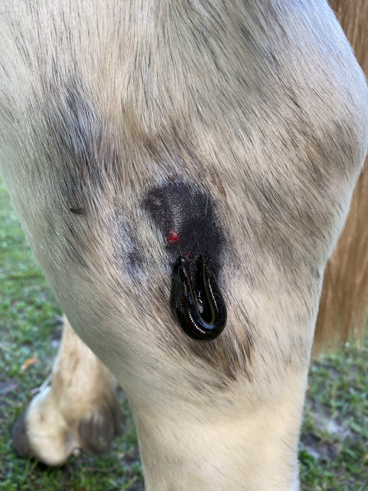 Equinacura-Pferdetherapie-3