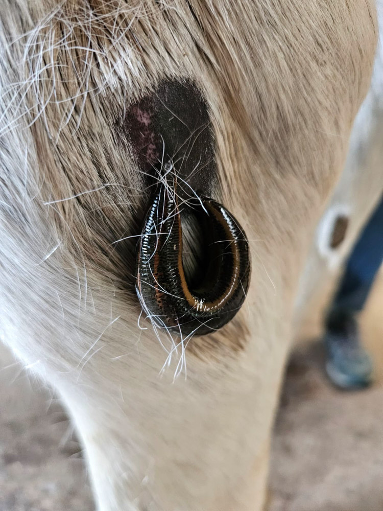 Equinacura-Pferdetherapie-4