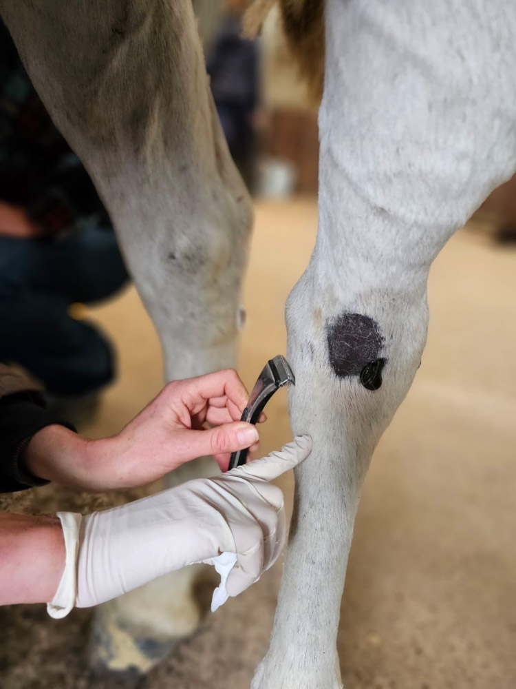 Equinacura-Pferdetherapie-5